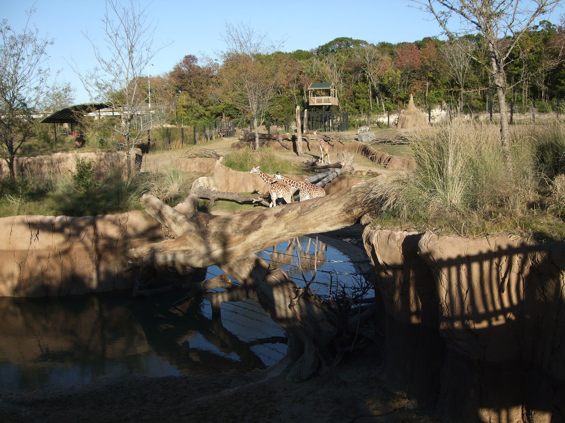 Dallas Zoo: Giants of the Savanna