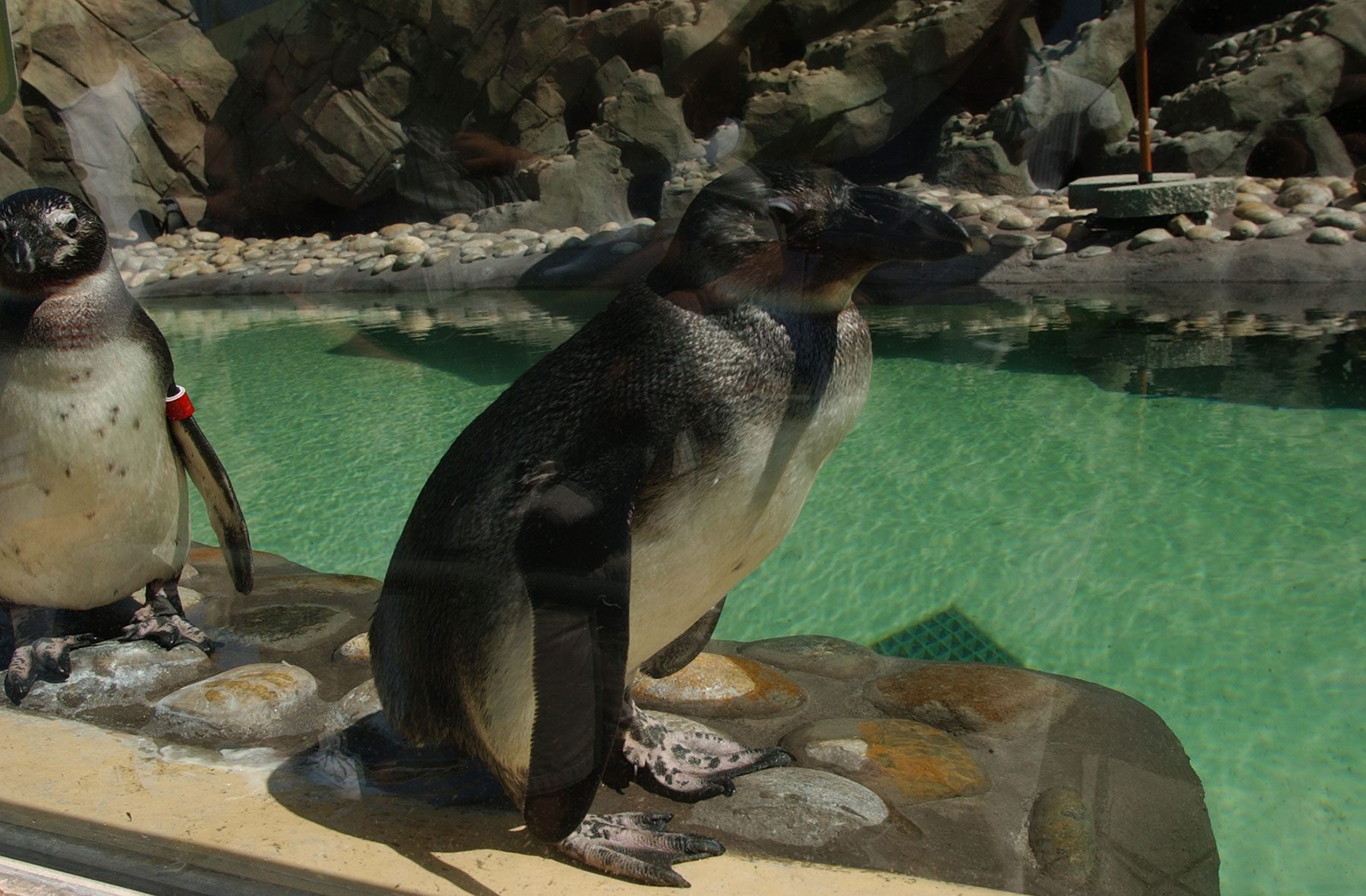 Dolphin Encounter, Penguin Passage, and Stingray Bay, Six Flags Discovery Kingdom