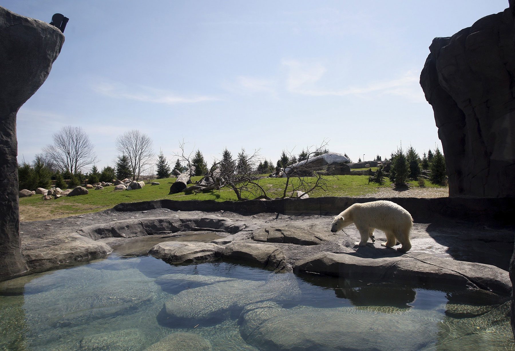Polar Bear  Columbus Zoo and Aquarium